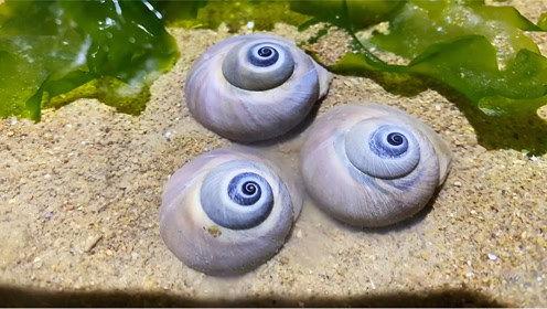 海兔视频,海洋生物的奇妙世界