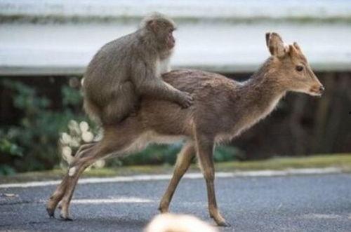 猴子交配视频,一场自然界的交配奇观