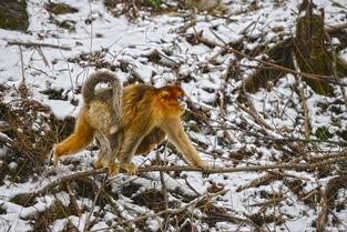 猴子交配视频,一场自然界的交配奇观