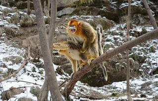 猴子交配视频,一场自然界的交配奇观