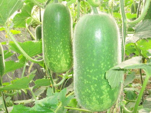 吃瓜爆料常用工具图片高清,高清图片爆料背后的秘密