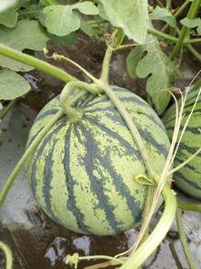 郯城今日瓜价行情,今日瓜价走势一览”