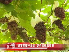 葡萄管理视频,从种植到收获的全程指导