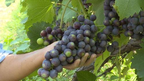 葡萄管理视频,从种植到收获的全程指导