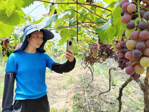 葡萄管理视频,从种植到收获的全程指导