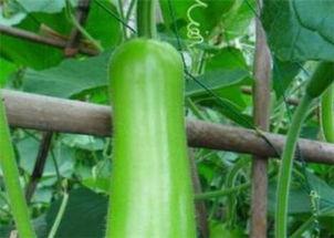 广西瓠瓜今日价格是多少,市场行情一览”