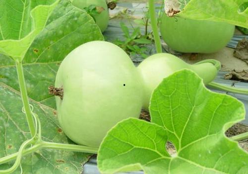 广西瓠瓜今日价格是多少,市场行情一览”