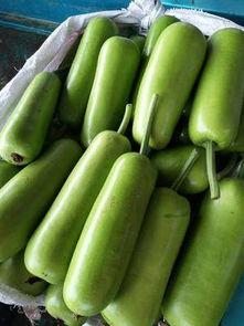 广西瓠瓜今日价格是多少,市场行情一览”