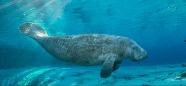 海牛视频,探索海洋生物的奇妙世界