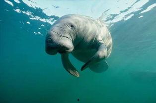 海牛视频,探索海洋生物的奇妙世界