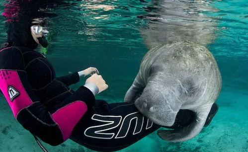 海牛视频,探索海洋生物的奇妙世界