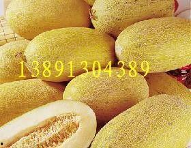 越南哈密瓜今日报价价格,新鲜上市，价格实惠，抢购从速！”