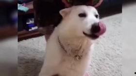 小狗视频搞笑视频大全,小狗搞笑视频大盘点