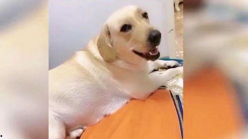 小狗视频搞笑视频大全,小狗搞笑视频大盘点