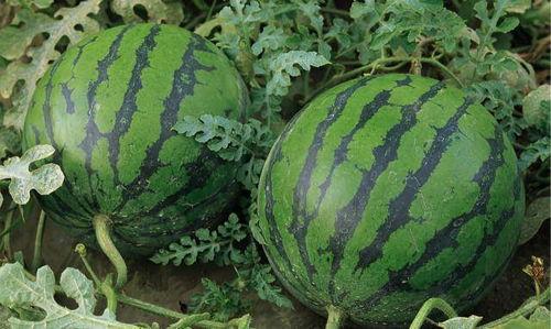 陕西吃瓜最新事件爆料,最新爆料揭秘惊人内幕”