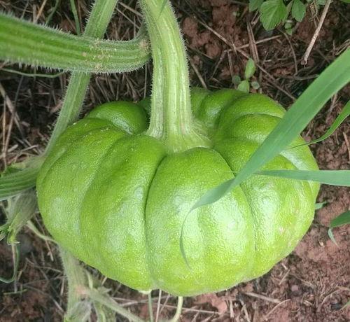 美柄瓜今日价,价格波动解析