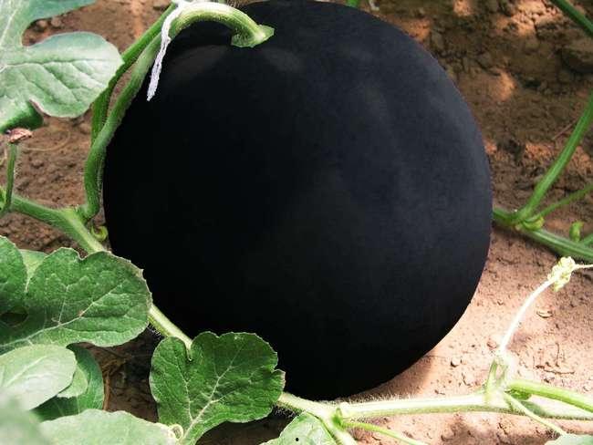 吃黑料瓜,探寻网络谣言背后的真相