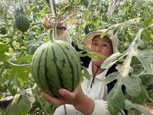 彩虹小吊瓜今日价格,价格行情一览”