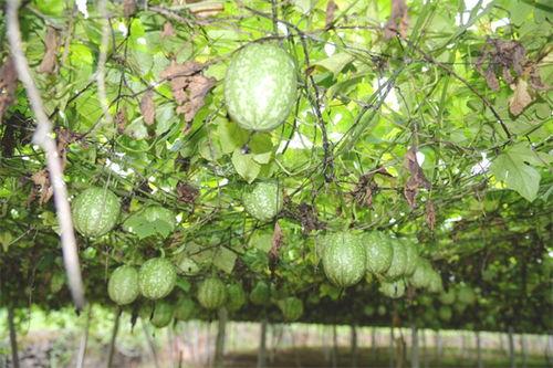 彩虹小吊瓜今日价格,价格行情一览”