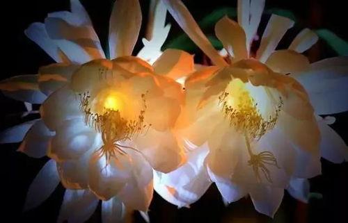 昙花一现的视频,瞬间绽放的生命奇迹