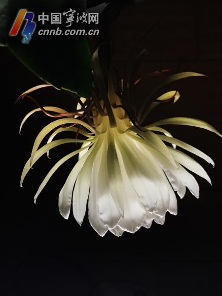 昙花一现的视频,瞬间绽放的生命奇迹