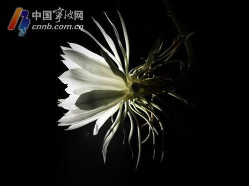 昙花一现的视频,瞬间绽放的生命奇迹