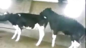 马马交配视频,自然繁衍的震撼瞬间