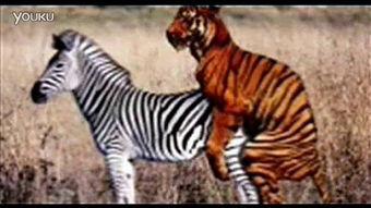 马马交配视频,自然繁衍的震撼瞬间