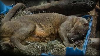 马马交配视频,自然繁衍的震撼瞬间