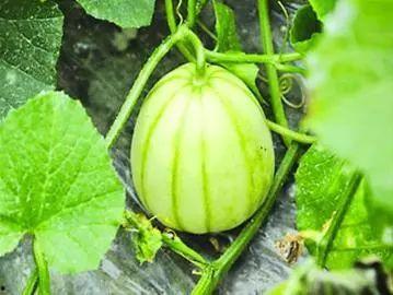 今日曲靖鲜瓜价格,今日行情一览