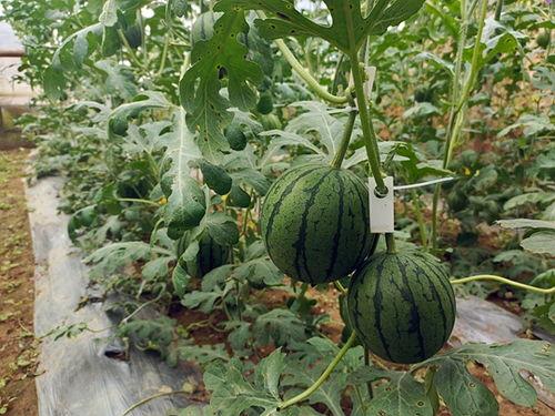 五一黑料吃瓜资源官网