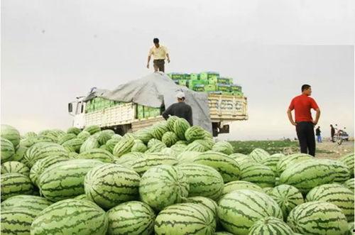 胡芦岛旱瓜今日价格,市场行情一览”