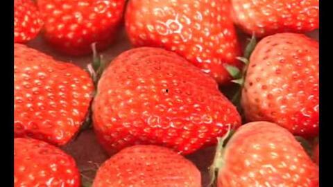 草莓在线视频观看,一场视觉与味觉的盛宴
