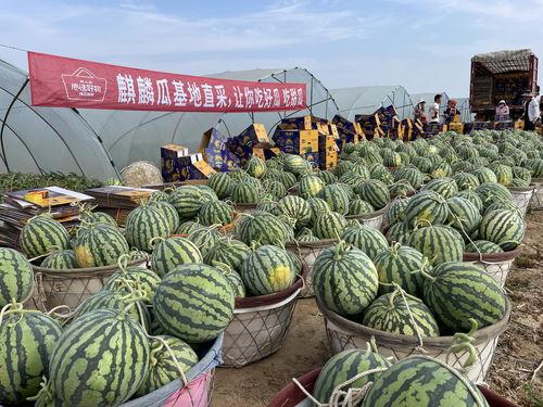 武汉麒麟瓜今日市场价,市场价揭秘！”