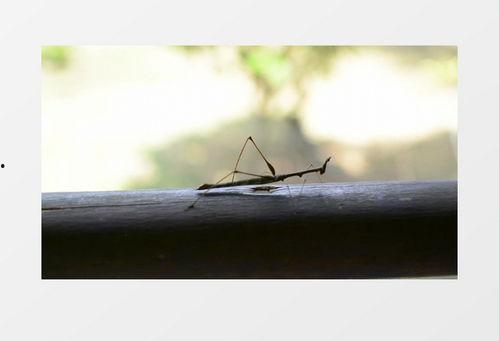 螳螂视频,揭秘自然界中的捕食高手