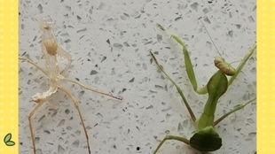 螳螂视频,揭秘自然界中的捕食高手