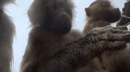 狒狒视频,森林中的欢乐时光