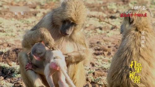 狒狒视频,森林中的欢乐时光