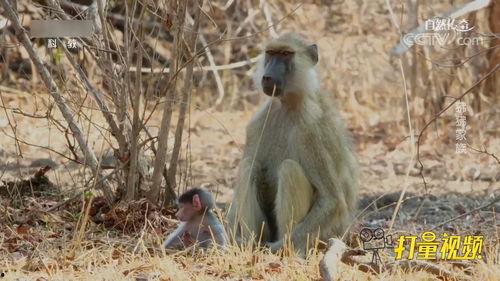 狒狒视频,森林中的欢乐时光