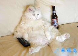 小猫咪搞笑视频,小猫咪萌态百出，笑料连连