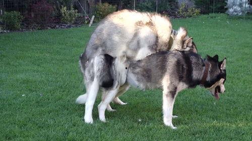 狗交配的视频,揭秘自然交配过程