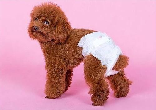 狗交配的视频,揭秘自然交配过程