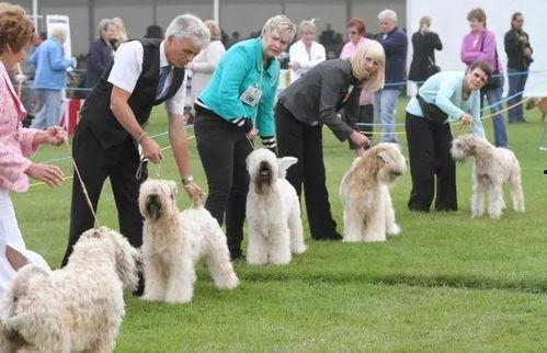 狗交配的视频,揭秘自然交配过程