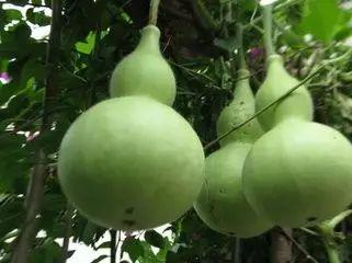 今日无瓜,揭秘瓜界奇闻轶事