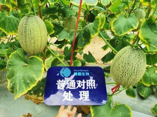 今日无瓜,揭秘瓜界奇闻轶事