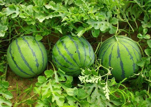 今日无瓜,揭秘瓜界奇闻轶事