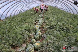 张家口赤城县大棚麒麟瓜今日价格,价格行情一览”