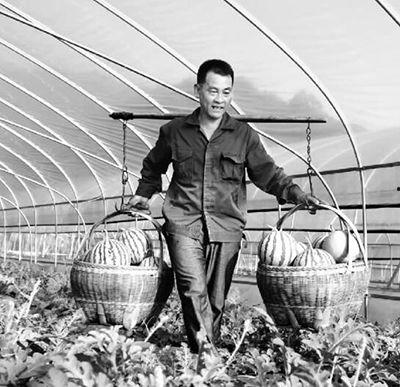 张家口赤城县大棚麒麟瓜今日价格,价格行情一览”