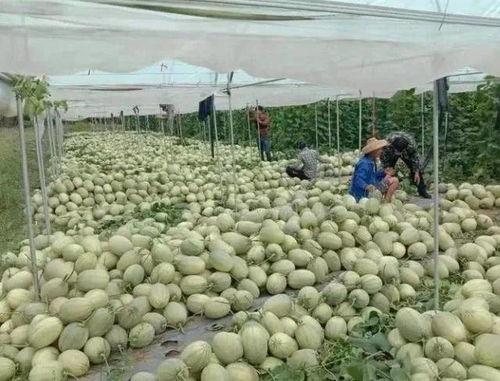 哈密瓜今日收购单价,单价行情一览